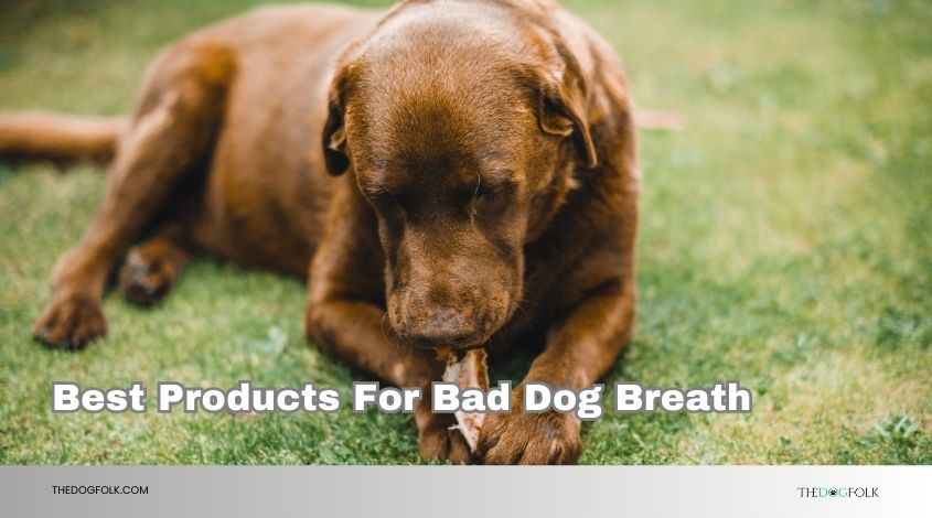 best products for bad dog breath