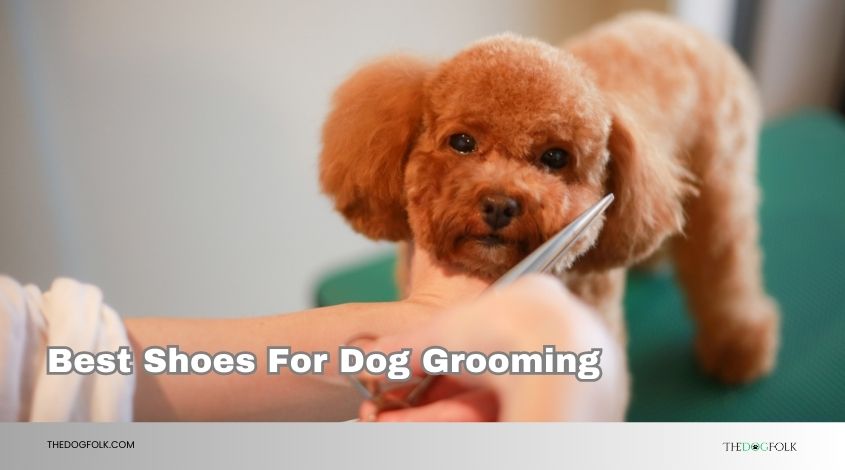 best shoes for dog grooming