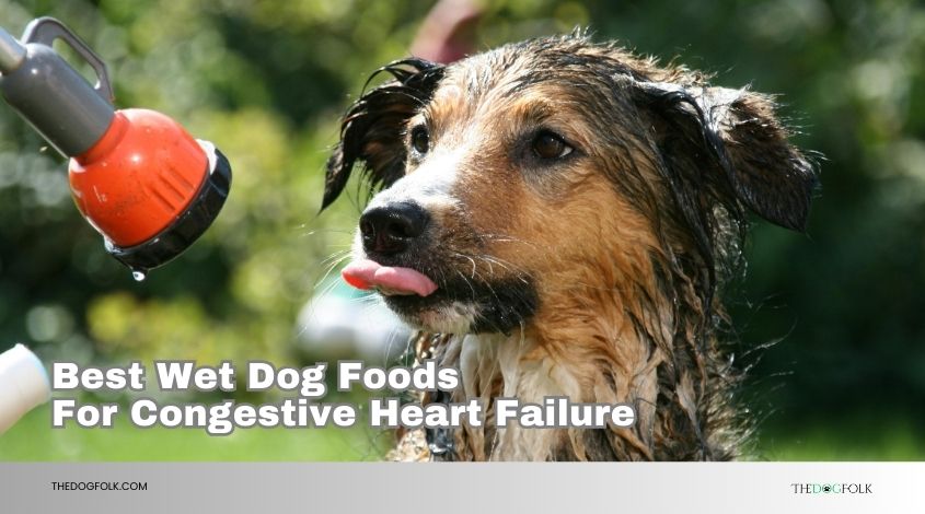 best wet dog foods for congestive heart failure