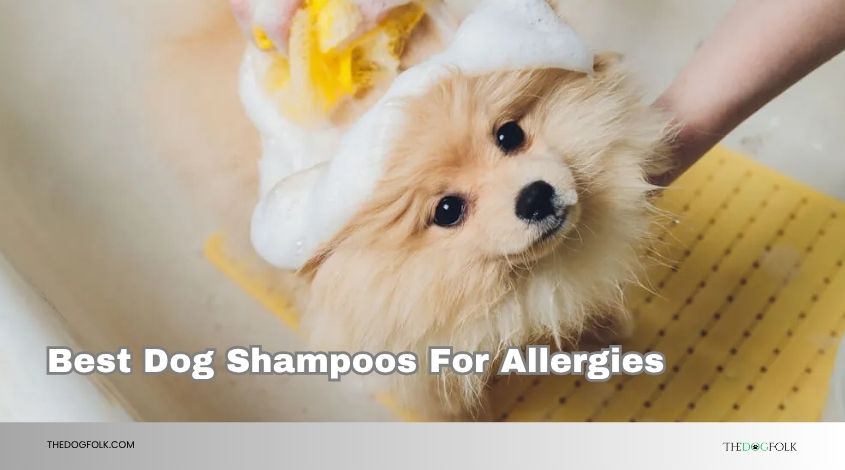 best dog shampoos for allergies
