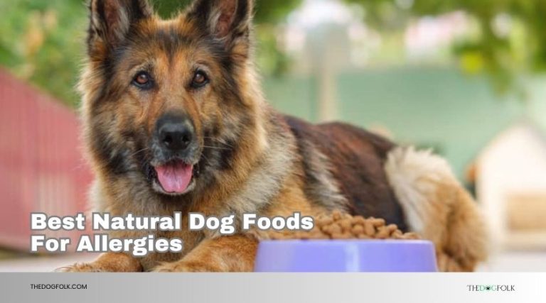 The 10 Best Natural Dog Foods For Allergies Of 2026 - TheDogFolk