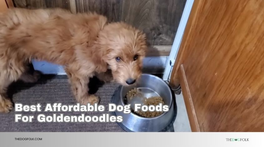 best affordable dog foods for goldendoodles