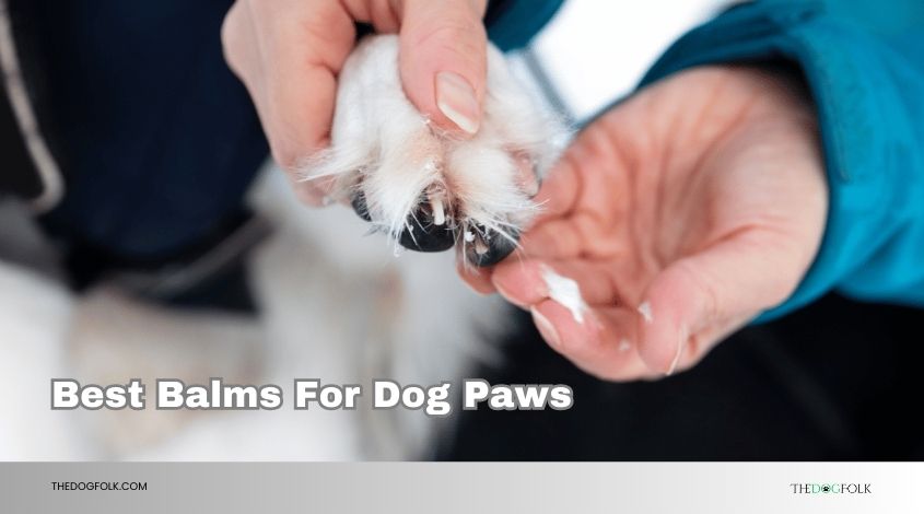 best balms for dog paws
