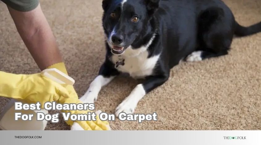best cleaners for dog vomit on carpet