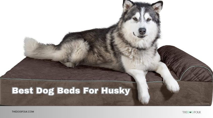 best dog beds for husky
