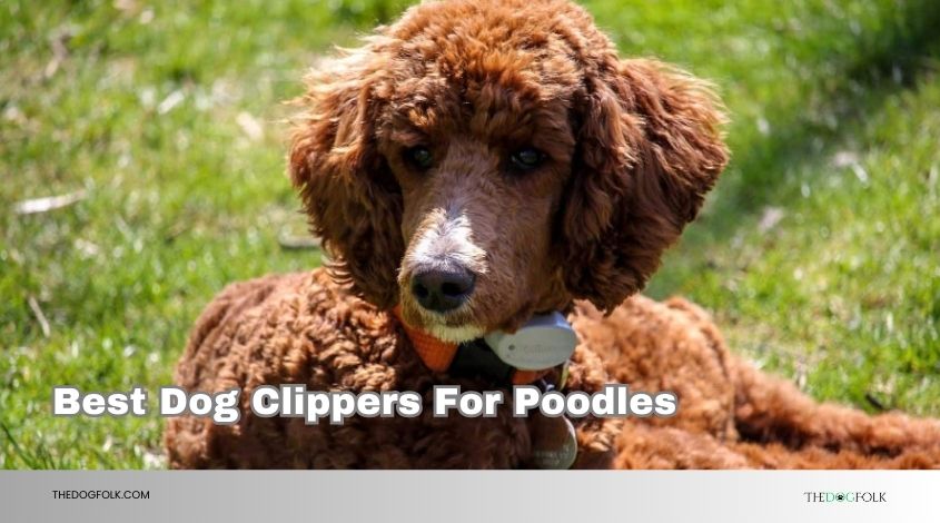 best dog clippers for poodles