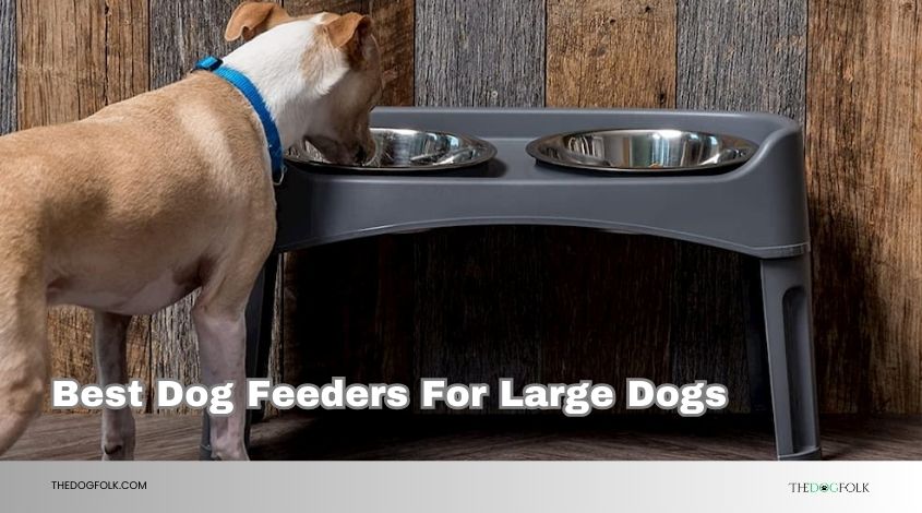 best dog feeders for large dogs
