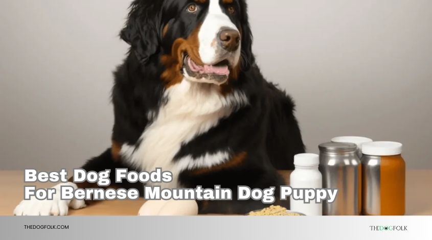 best dog foods for bernese mountain dog puppy