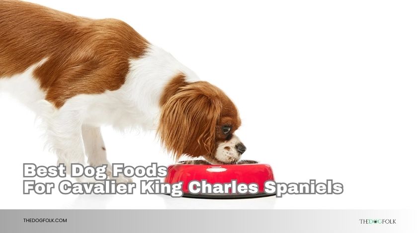 best dog foods for cavalier king charles spaniels