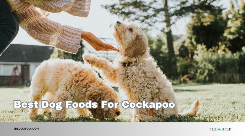 best dog foods for cockapoo