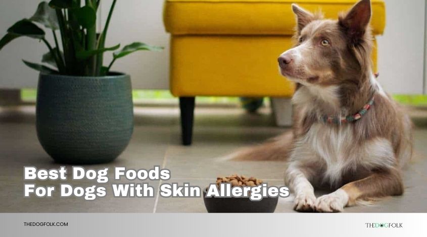 best dog foods for dogs with skin allergies