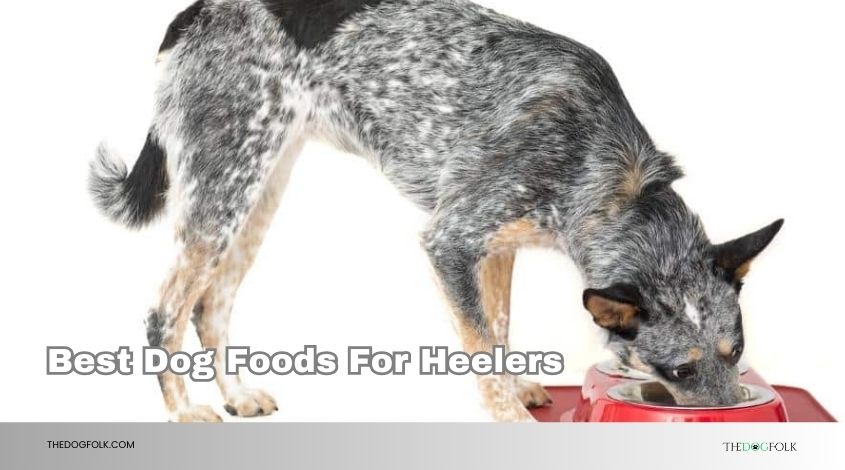 best dog foods for heelers