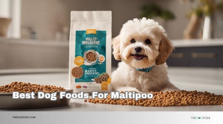 best dog foods for maltipoo