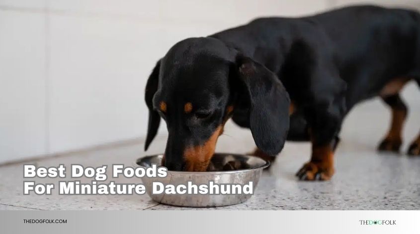 best dog foods for miniature dachshund