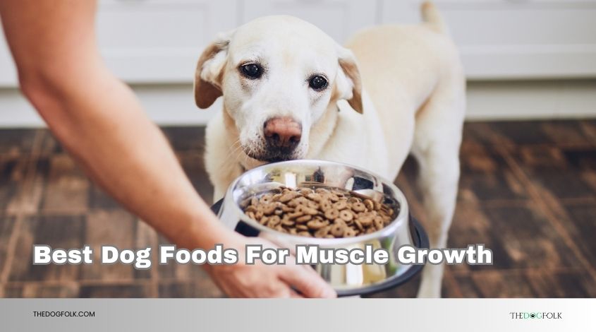 best dog foods for muscle growth