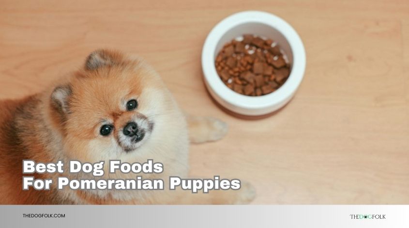 best dog foods for pomeranian puppies