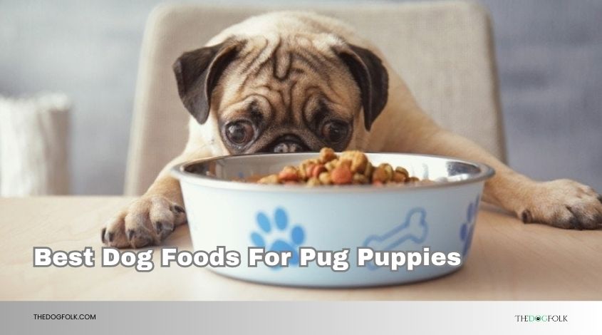 best dog foods for pug puppies