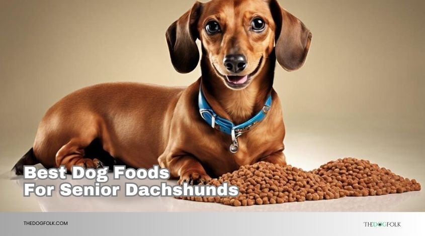 best dog foods for senior dachshunds