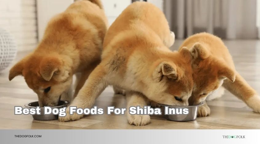 best dog foods for shiba inus