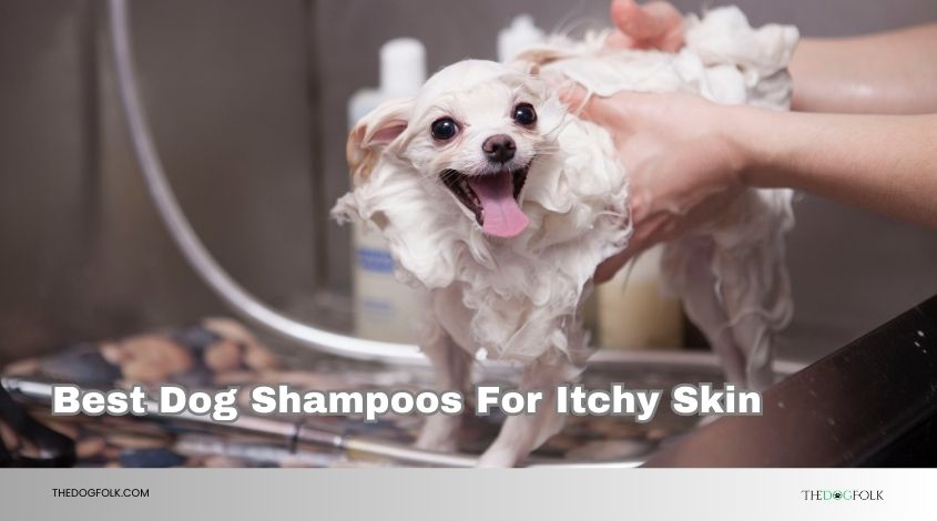 best dog shampoos for itchy skin