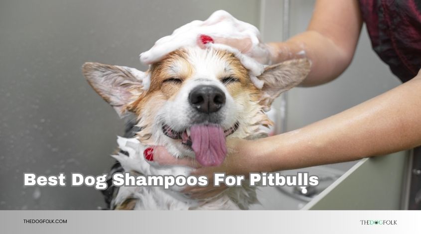 best dog shampoos for pitbulls