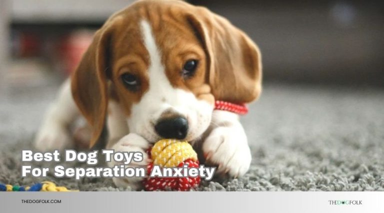 View of Top 10 Best Dog Toys For Separation Anxiety 2026, According to Experts ...