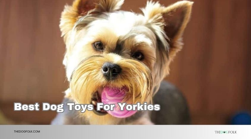 best dog toys for yorkies