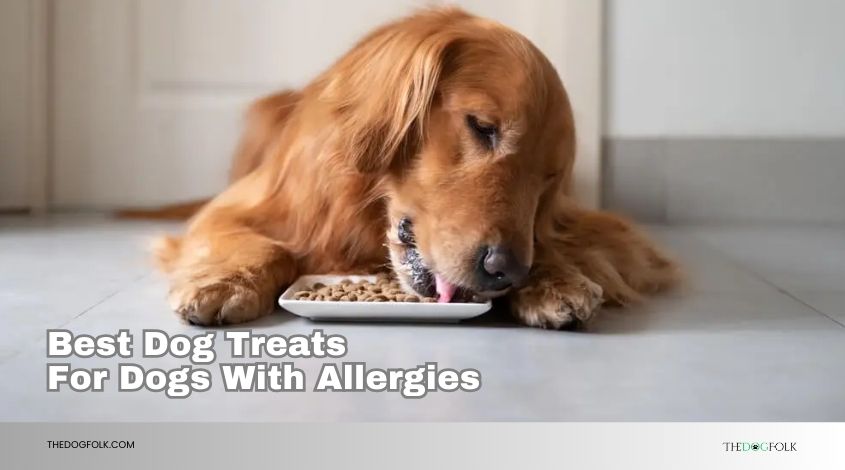 best dog treats for dogs with allergies
