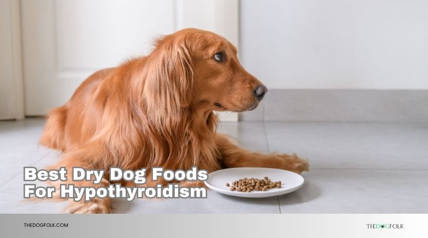 best dry dog foods for hypothyroidism