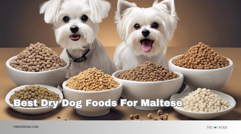 best dry dog foods for maltese