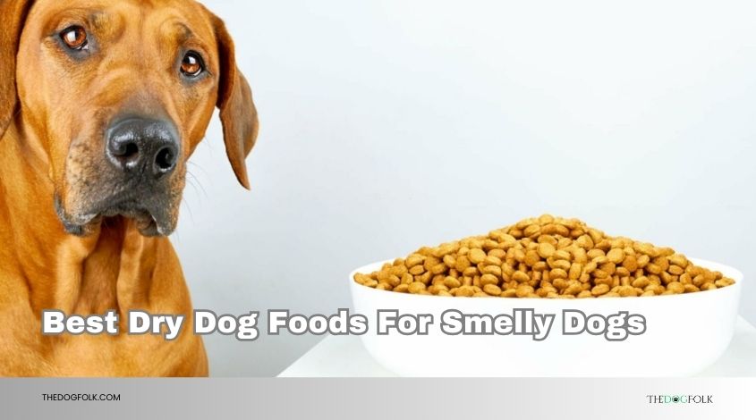 best dry dog foods for smelly dogs