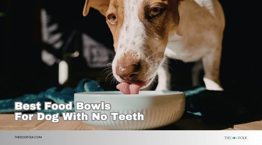 best food bowls for dog with no teeth