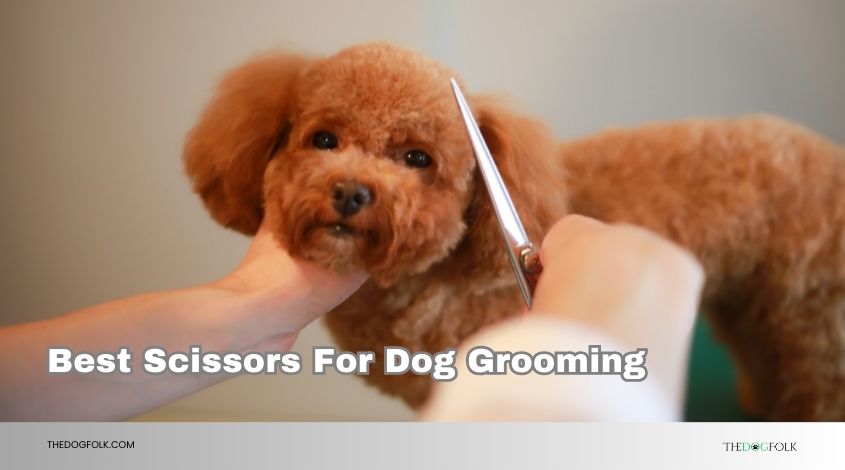 best scissors for dog grooming