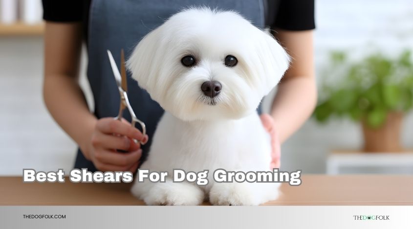 best shears for dog grooming