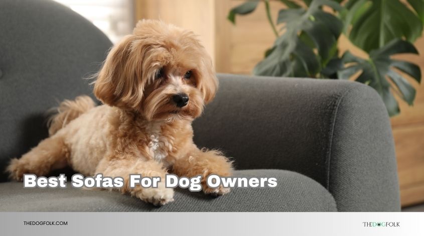 best sofas for dog owners