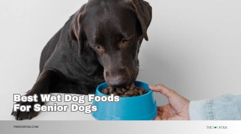 best wet dog foods for senior dogs