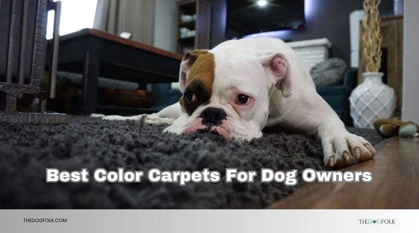 best color carpets for dog owners
