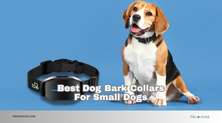 best dog bark collars for small dogs