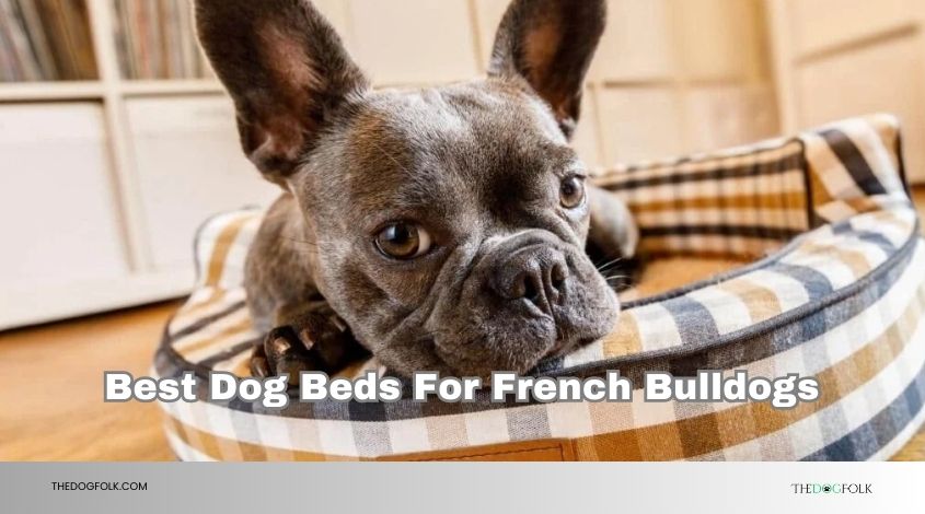 best dog beds for french bulldogs