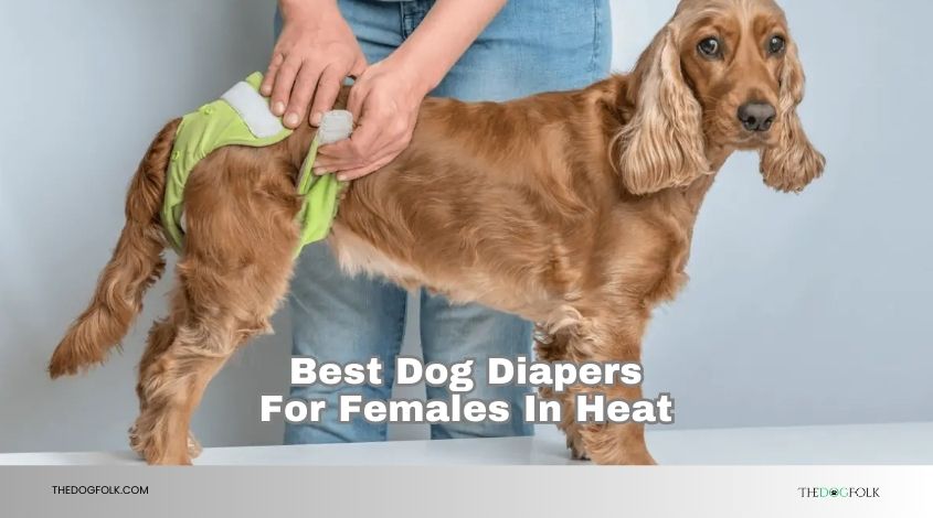 best dog diapers for females in heat