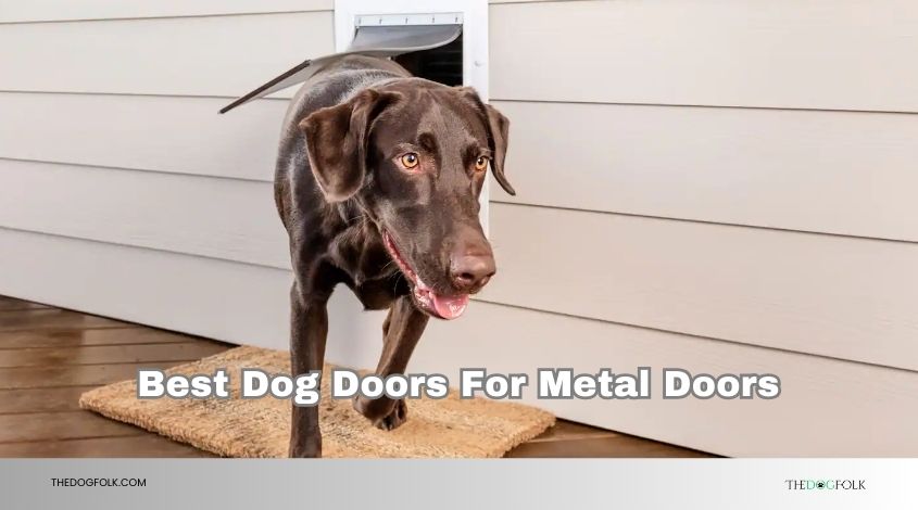 best dog doors for metal doors