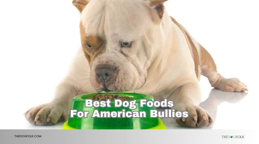 best dog foods for american bullies