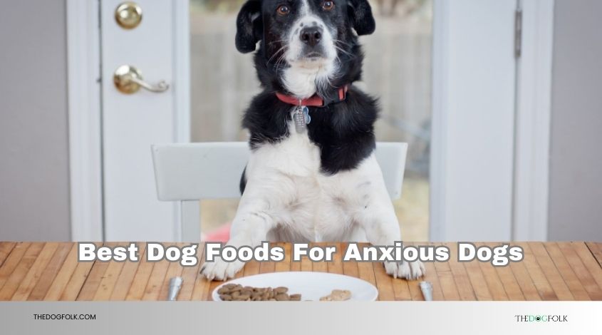best dog foods for anxious dogs