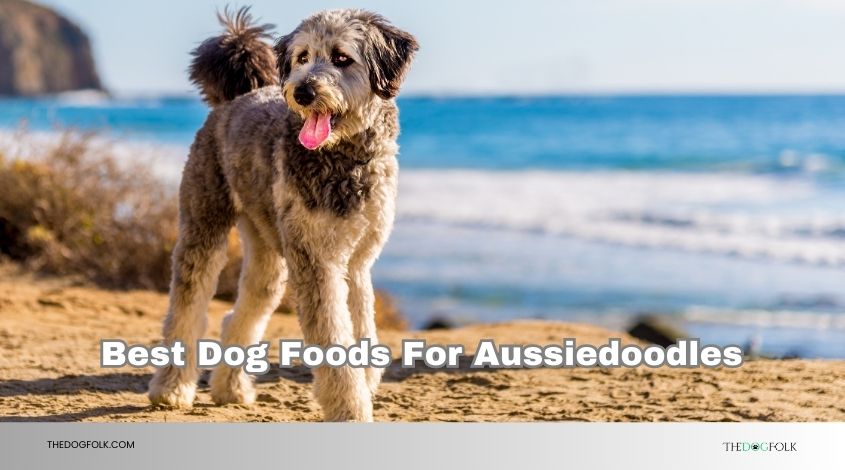 best dog foods for aussiedoodles