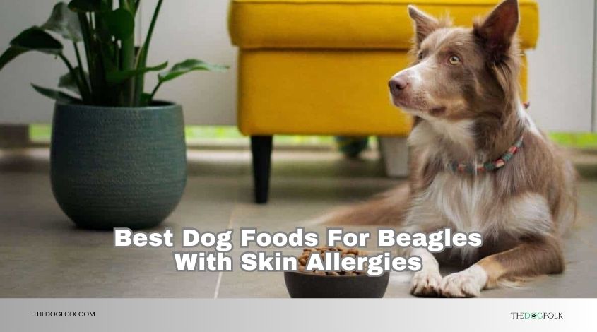 best dog foods for beagles with skin allergies
