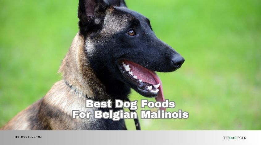 best dog foods for belgian malinois