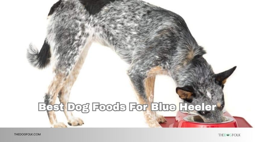 best dog foods for blue heeler