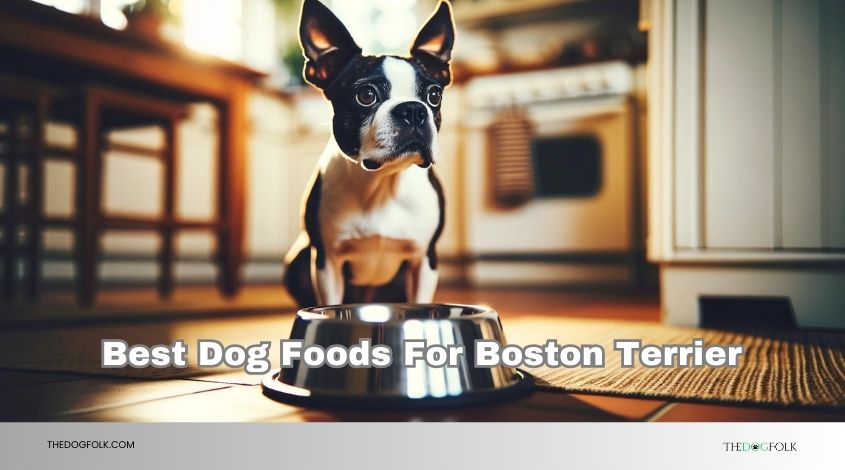 best dog foods for boston terrier