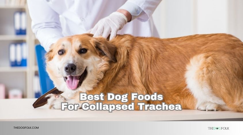 best dog foods for collapsed trachea