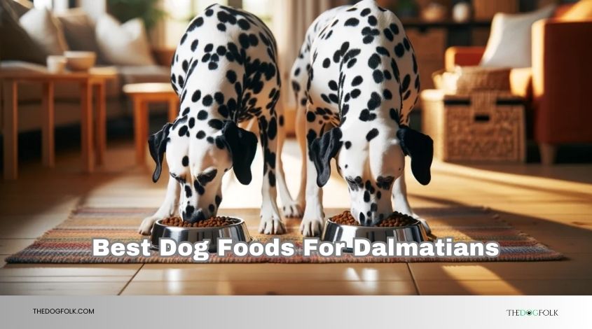 best dog foods for dalmatians